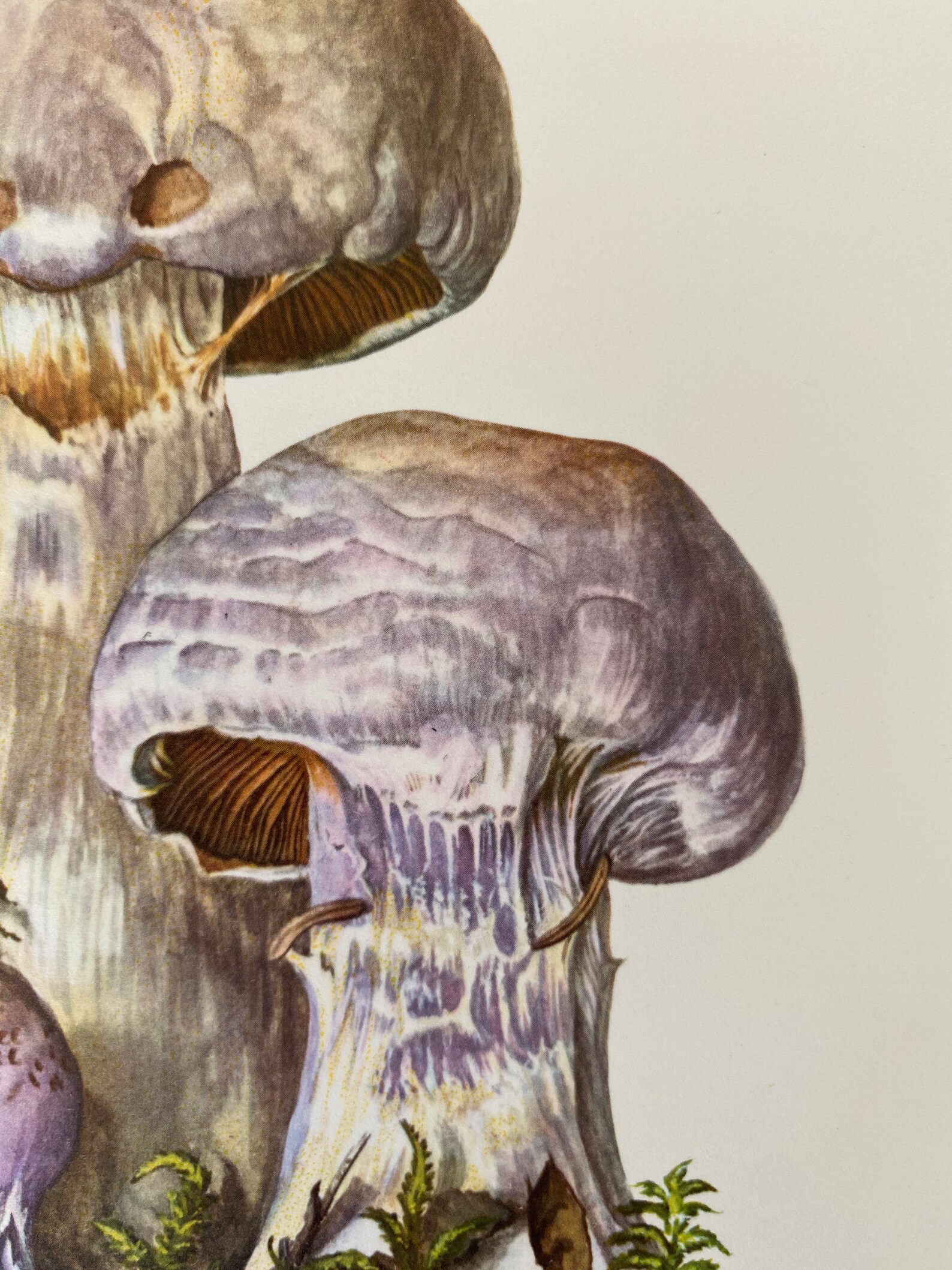 1960 Vintage GASSY WEBCAP Mushroom Print. Antique Biology and Etsy