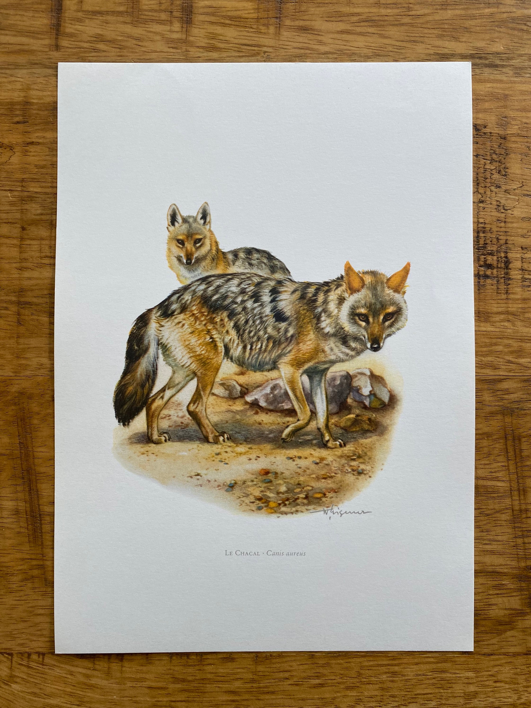 ゴールデンジャッカルの動物版画。アンティークとヴィンテージの動物学