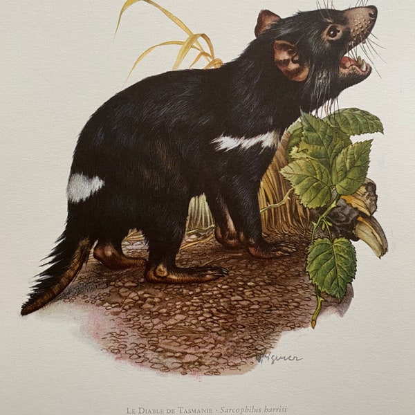 TASMANIAN DEVIL animal print. Antique zoology and biology lithograph. Wildlife illustration and poster from 1960s