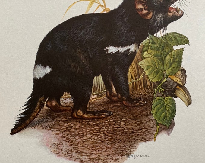 TASMANIAN DEVIL Animal Print. Antique Zoology and Biology Lithograph