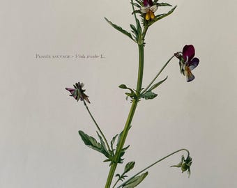 Stampa botanica di viola del pensiero selvatica. Litografia antica e vintage di scienze naturali e biologia. Illustrazione di piante e decorazione murale degli anni '60.