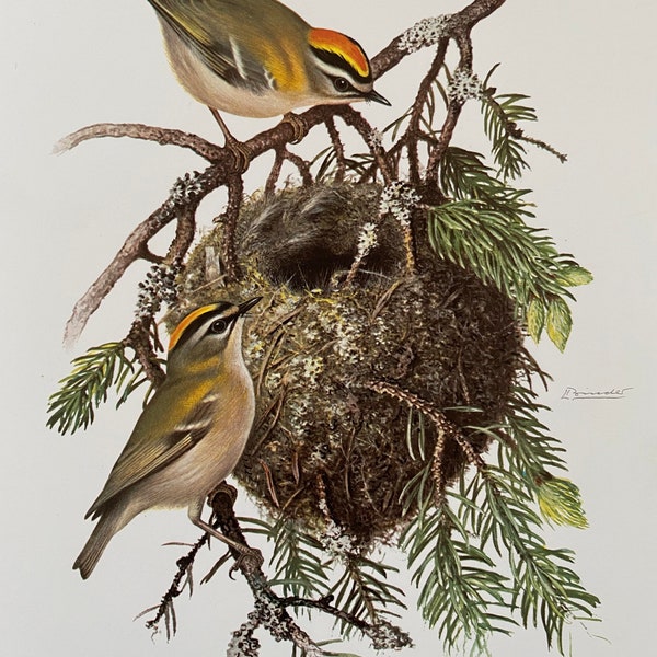 Vintage Common Firecrest Bird Print, 1960s French Ornithology Art