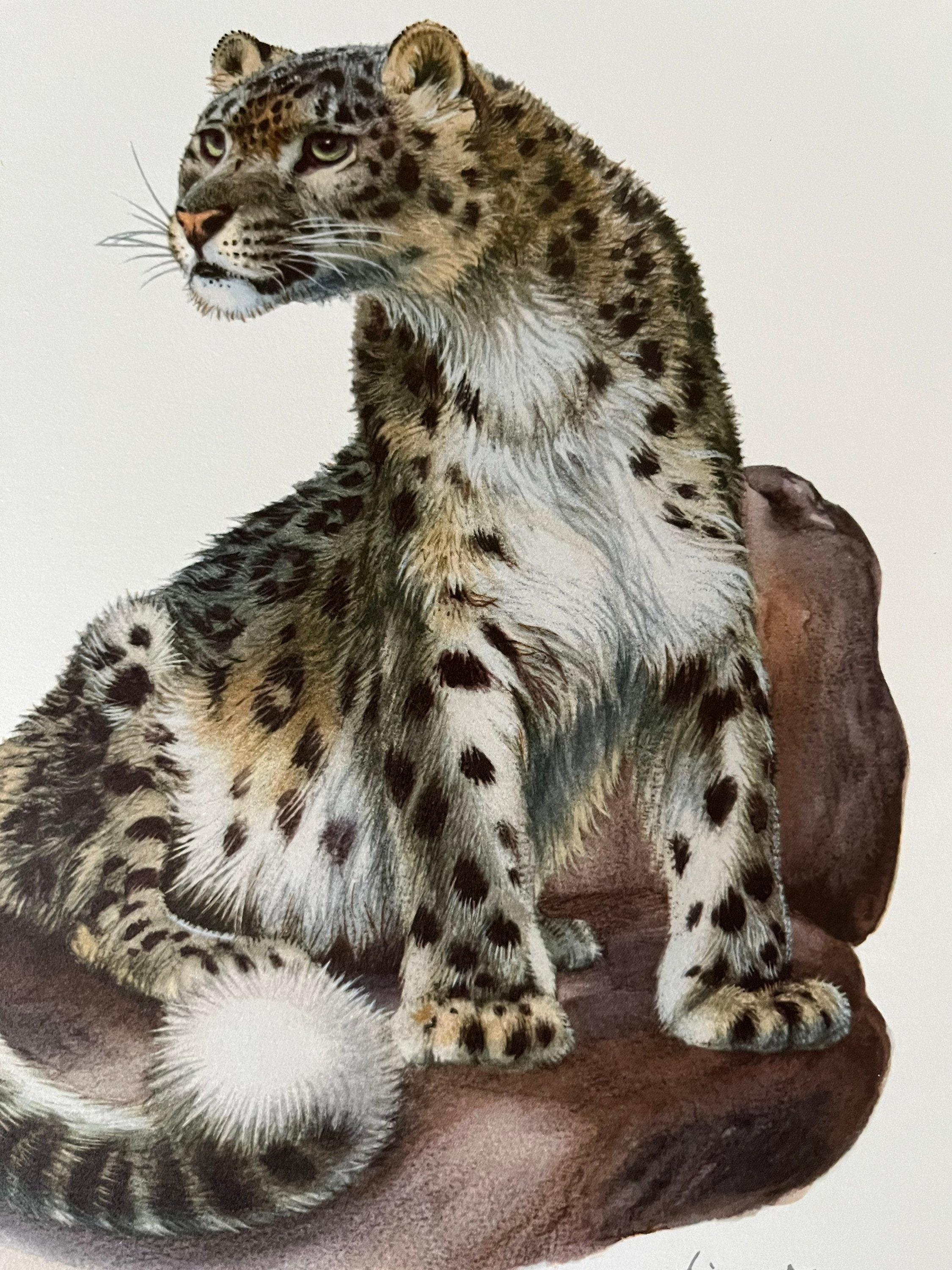 Snow Leopard Print | 1960s Vintage Zoology Lithograph - Etsy