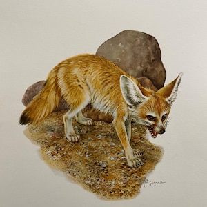 Op de afbeelding: Een aquarel van een Fennekvos, een kleine woestijnvos met grote oren, staand op een bed van zand en rotsen. De vos kijkt naar beneden en heeft een lichtbruine vacht.