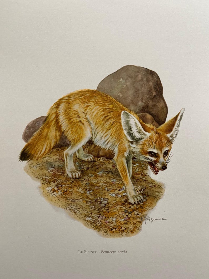 Op de afbeelding: Een aquarel van een Fennekvos, een kleine woestijnvos met grote oren, staand op een bed van zand en rotsen. De vos kijkt naar beneden en heeft een lichtbruine vacht.