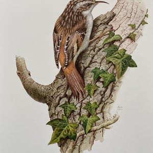 Eurasian treecreeper bird print. antique and vintage natural sciences and biology print. home decor wall art ornithology from 1960s