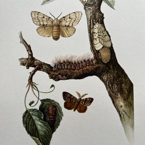 Litografía antigua y vintage de zoología y biología. Ilustración y póster de vida salvaje de los años 60.