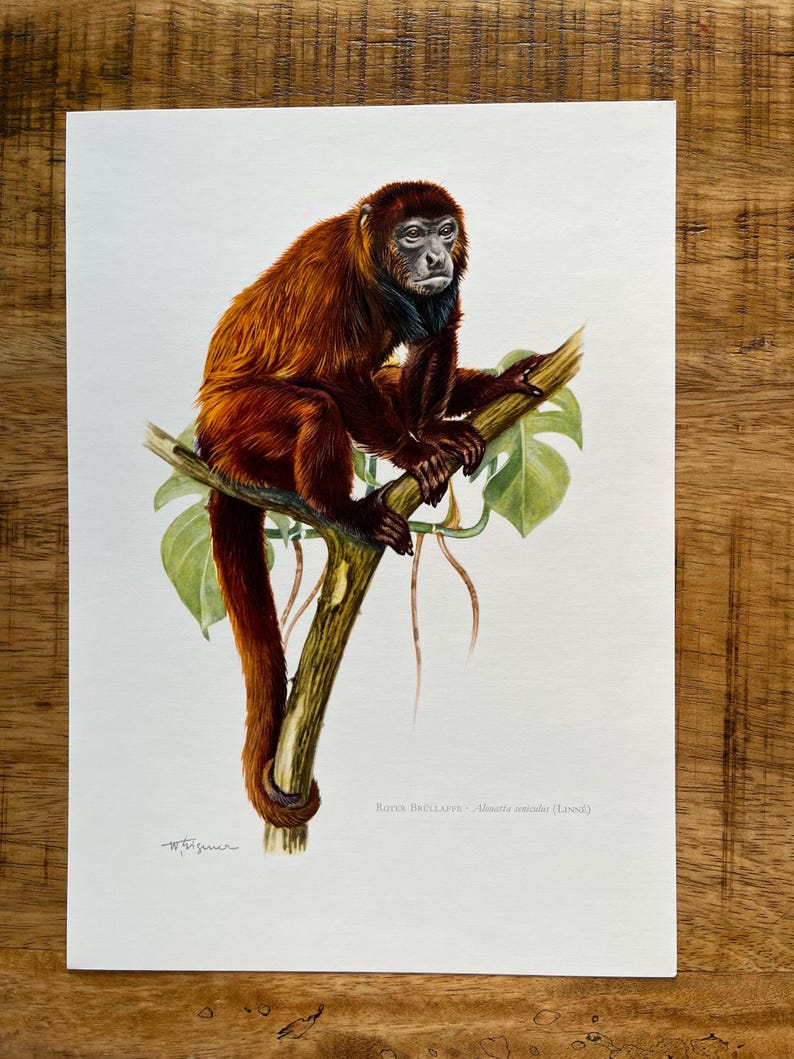 3 X 1960s Vintage MONKEY Animal Print Set: Mona Monkey, Red Howler ...