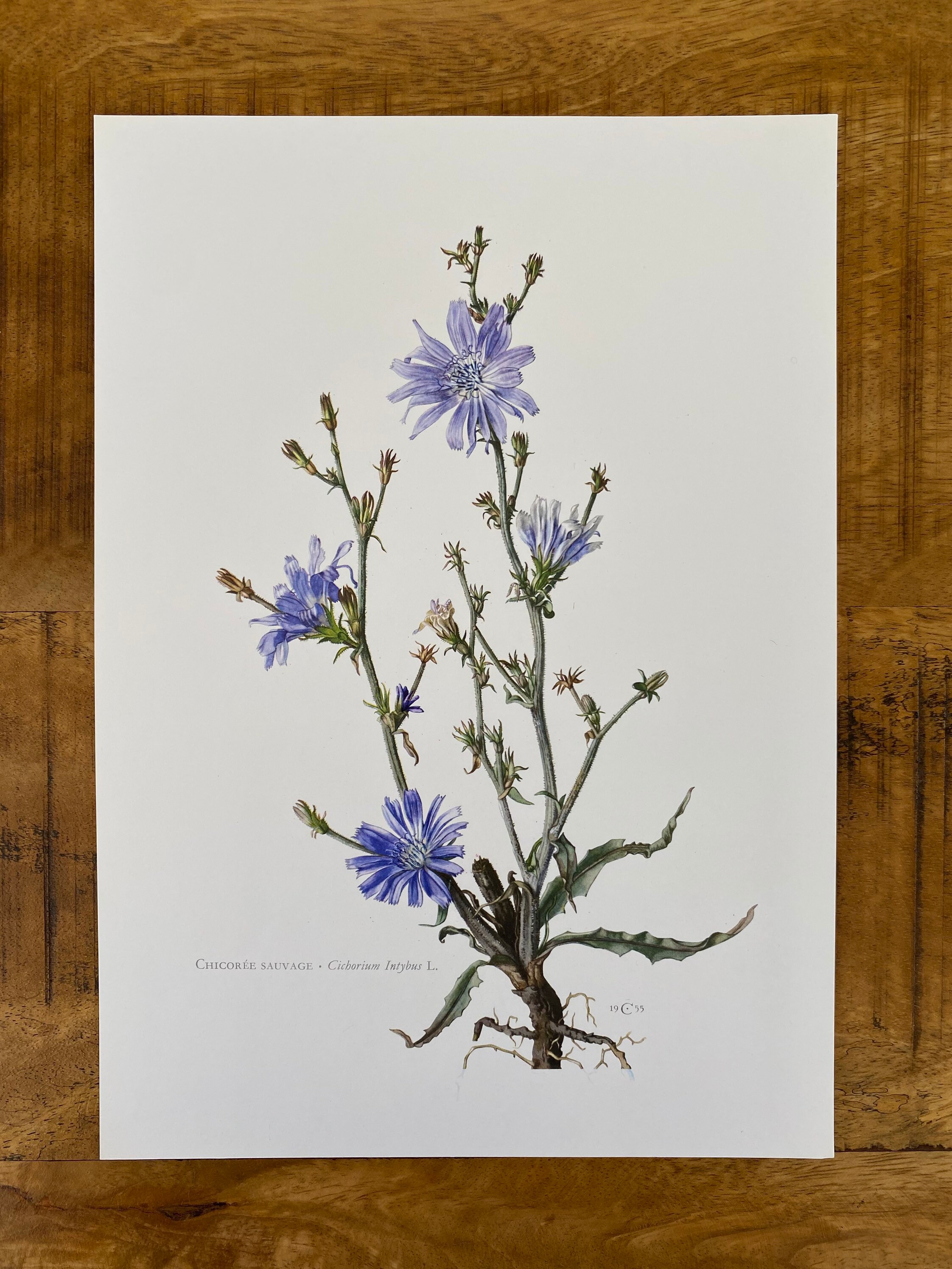 Chicory Botanical Print, Antique Floral Lithograph, 1960s - Etsy