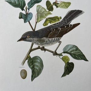May include: A detailed illustration of a bird perched on a leafy branch. The bird has grey and brown feathers, with a light-coloured breast. The leaves are green and blue, and an egg is visible. The text at the bottom reads "SPERBERGRASMUCKE-Sylvia nisoria (Bédistein)".