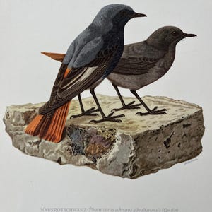 以下が含まれることがあります： オレンジ色の尾を持つ黒と灰色の2羽の鳥が岩の上に止まっている。鳥たちは異なる方向を向いている。鳥の下には「HAUSROTSCHWANZ- Phoenicurus ochruros gibraltariensis (Gmelin)」というテキストが印刷されている。