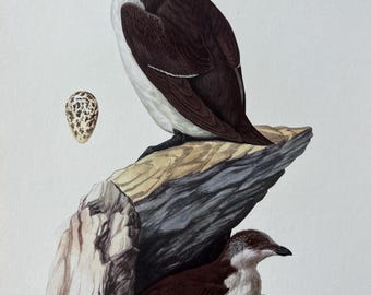 Litografía antigua de ornitología, lámina de ave alca común de 1955