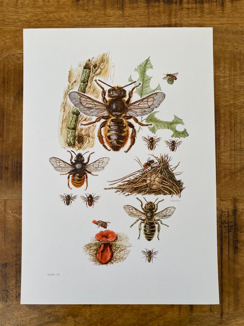 Bee Entomology Print, 1960s Insect Illustration - Etsy