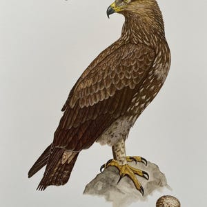 Lámina de águila moteada menor. Lámina antigua y vintage de ciencias naturales y biología. Decoración de pared para el hogar, ornitología, década de 1960.