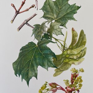 Norway maple tree botanical print. antique and vintage natural sciences and biology lithography. plant illustration and wallart from 1960s