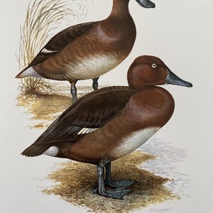 Ferruginous duck bird print. antique and vintage natural sciences and biology print. home decor wall art ornithology from 1960s