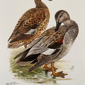 Gadwall duck bird print. antique and vintage natural sciences and biology print. home decor wall art ornithology from 1960s