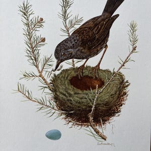 Peut inclure: Illustration détaillée d'un oiseau perché sur un nid fait de brindilles et de mousse, entouré de branches de pin. L'oiseau a des plumes brunes et grises, avec un œuf bleu à proximité. Le texte en bas indique "Heckenbraunelle. Prunella modularis (L)."