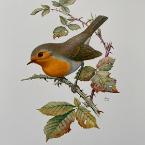 Stampa di uccelli EUROPEAN ROBIN. Stampa antica e vintage di scienze naturali e biologia. Decorazione per la casa e wallart con uccelli degli anni '60