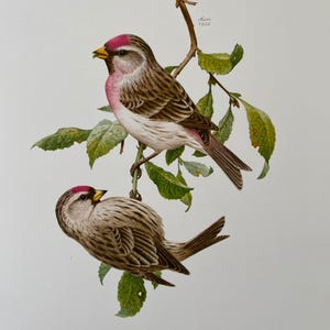 Common redpoll finch bird print. antique and vintage natural sciences and biology print. home decor wall art ornithology from 1960s