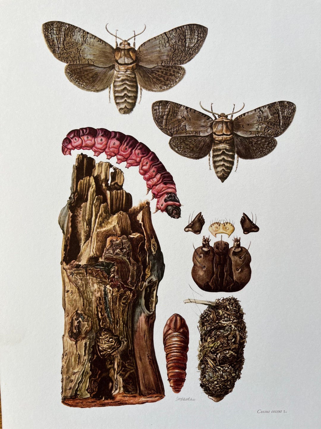 Goat Moth Insect Print. Antique and Vintage Zoology and Biology ...