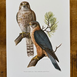 MERLIN FALCON bird print. Antique and vintage natural sciences and biology print. Home decor wall art ornithology from 1960s image 5