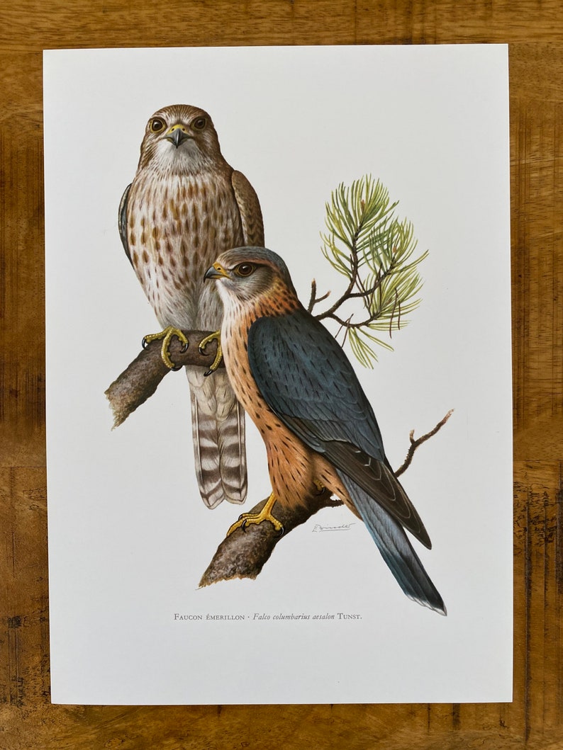 MERLIN FALCON bird print. Antique and vintage natural sciences and biology print. Home decor wall art ornithology from 1960s image 5