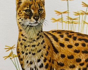 Vintage Serval Animal Print | 1960s Zoology Art, Wildlife