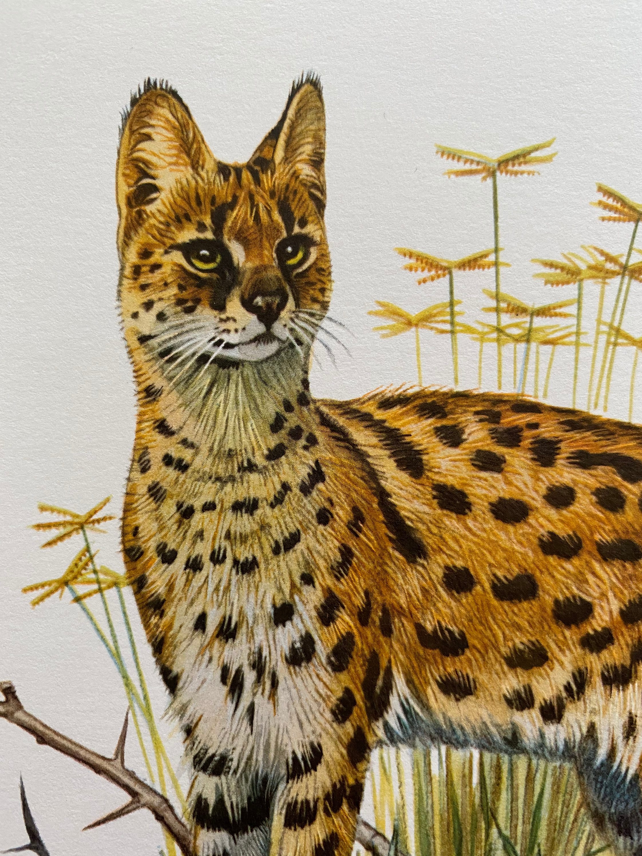 Vintage Serval Animal Print | 1960s Zoology Art, Wildlife