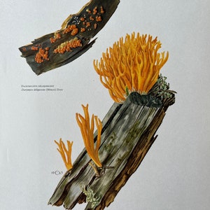Stampa di fungo "YELLOW STAGSHORN". Litografia antica e vintage di biologia e natura. Illustrazione e poster di spore degli anni '60.