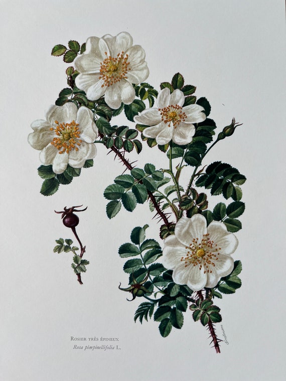 Rosa spinosissima (Scotch rose): Go Botany