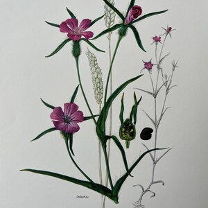 Botaniskt tryck med majsmussla, vintage fransk biologiillustration