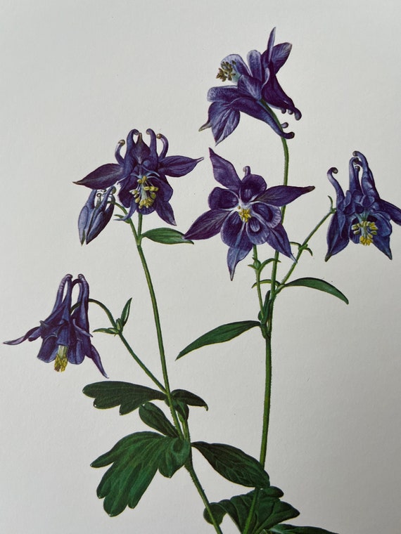 Columbine Botanical Print, Vintage Floral Wall Art (1960s) - Etsy