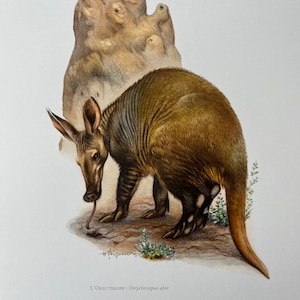 Aardvark animal print. antique and vintage natural sciences and zoology lithography. wildlife illustration and wallartfrom 1960s
