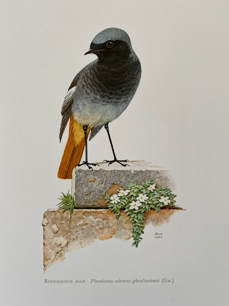 BLACK REDSTART bird print. Antique and vintage natural sciences and biology print. Home decor wall art ornithology from 1960s image 1