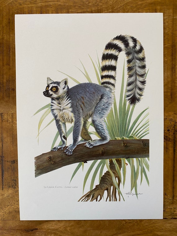 Ring-tailed Lemur | Animals | All Things Wild