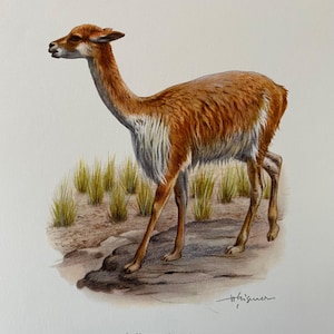 Lama vicuña animal print. antique and vintage zoology and biology lithograph. wildlife illustration and wallartfrom 1960s