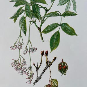 Könnte beinhalten: Detaillierte botanische Illustration einer Staphylea pinnata Pflanze. Das Bild zeigt grüne Blätter, zarte weiße und rosa Blüten, Samenkapseln und Knospen. Der Text "Staphylea - Staphylea pinnata L." befindet sich unten.