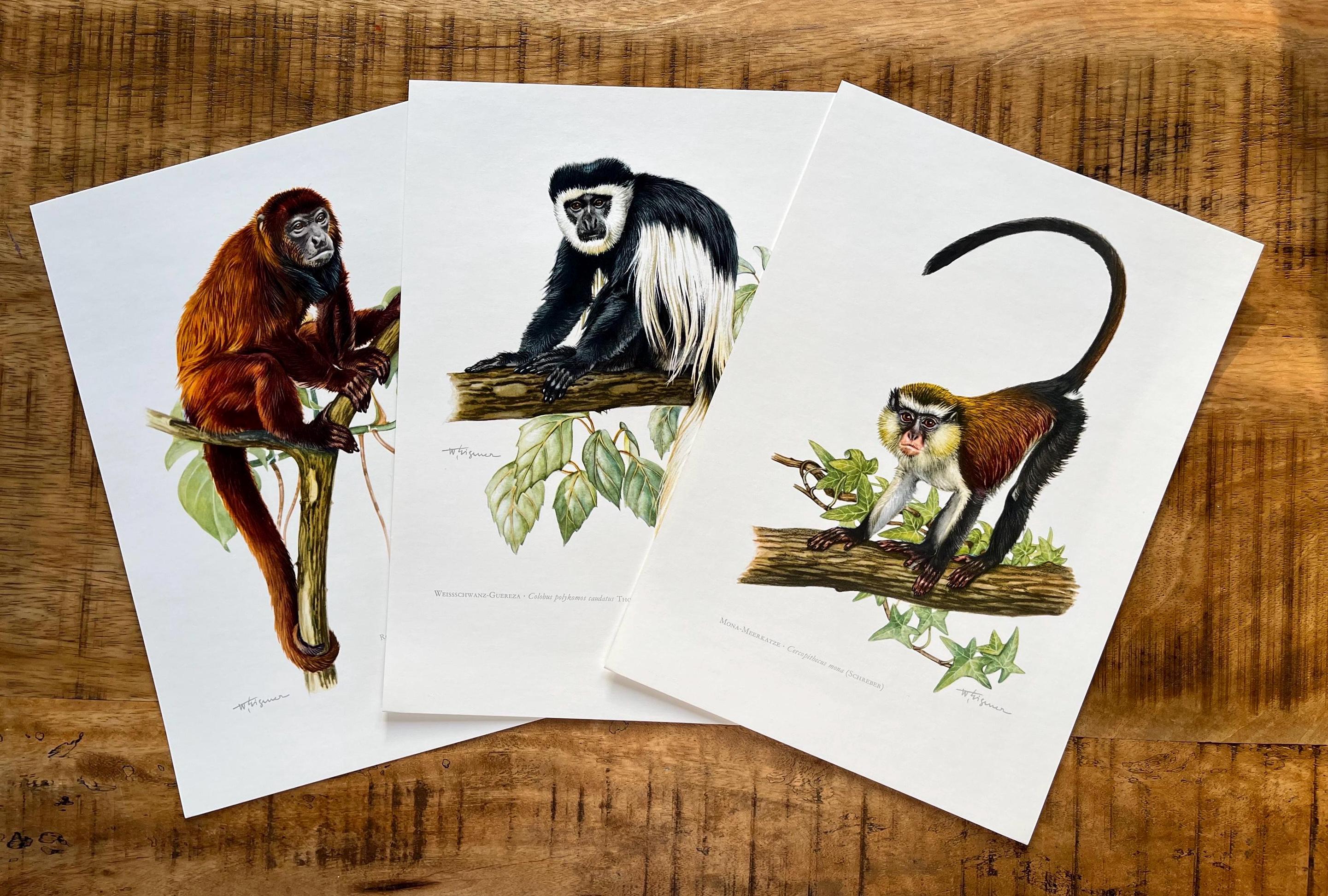 3 X 1960s Vintage MONKEY Animal Print Set: Mona Monkey, Red Howler