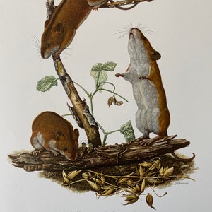 STRIPED FIELD MOUSE animal print. Antique and vintage zoology and biology lithograph. Wildlife illustration and wallartfrom 1960s