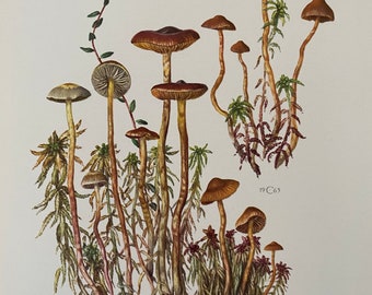 GALERINA mushroom print. Antique and vintage natural sciences and spore print. Home decor wall art from 1960s