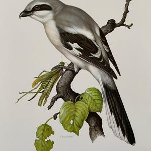 Great grey shrike bird print. antique and vintage natural sciences and biology print. home decor wall art ornithology from 1960s