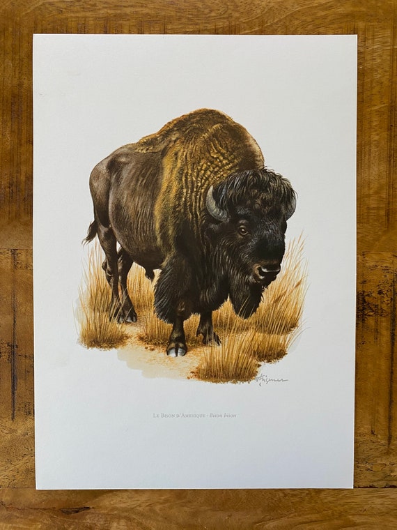 American Bison Print, Vintage Zoology Lithograph, 1960s Wildlife