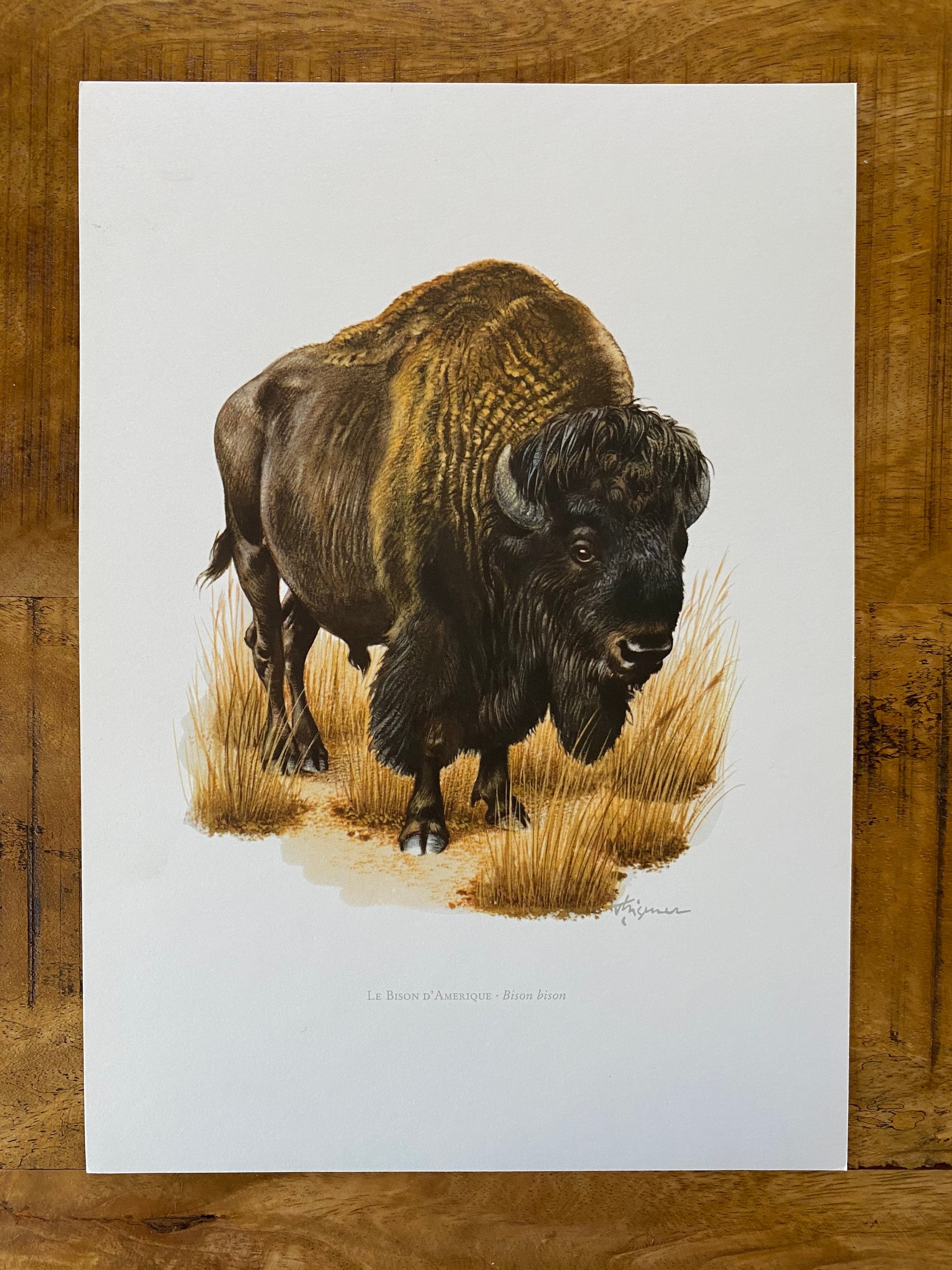 1960 Vintage AMERICAN BISON Animal Print. Antique Zoology and - Etsy