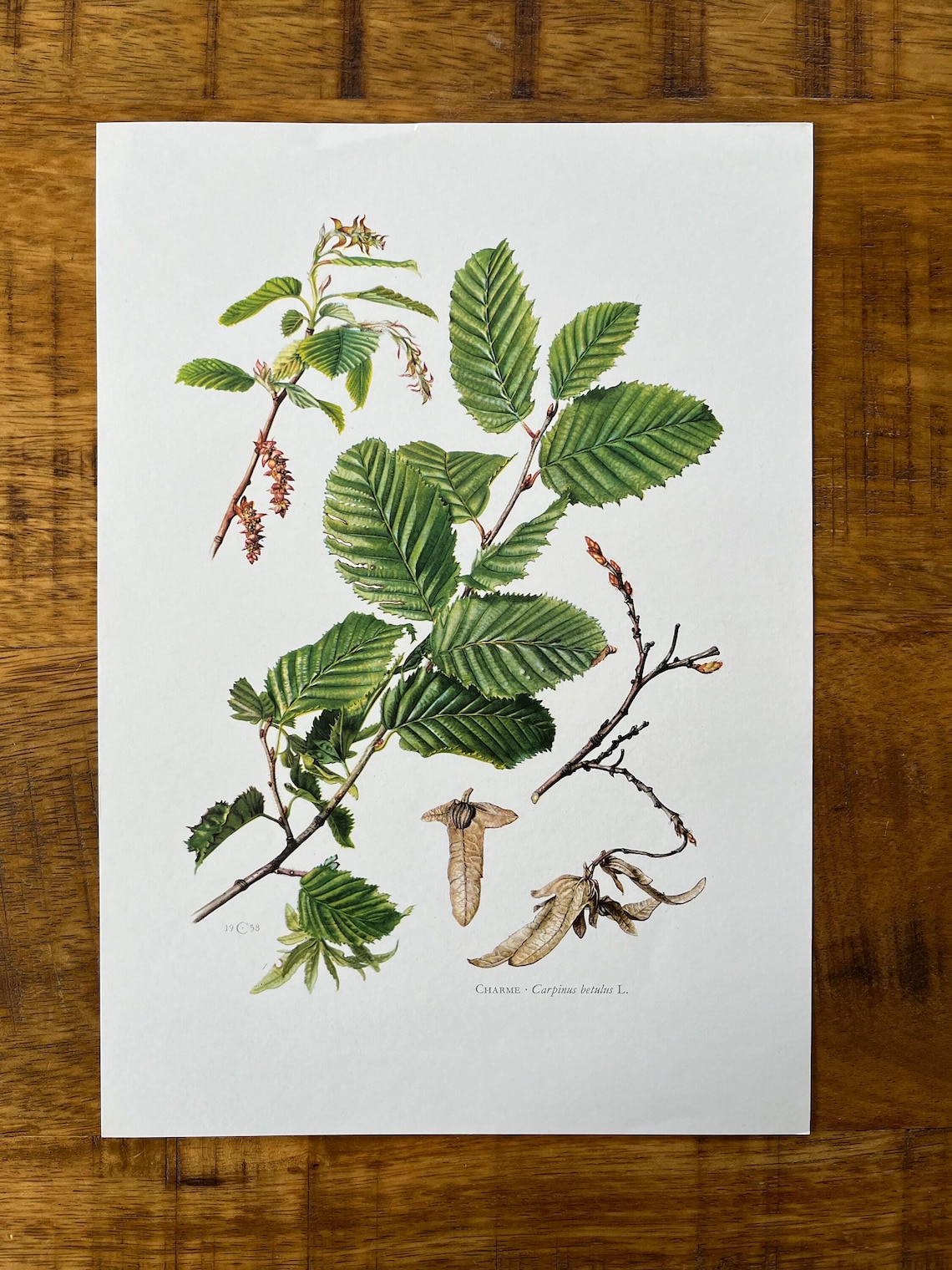 Botanical Common Hornbeam Tree Print. Vintage Flower En Plant ...