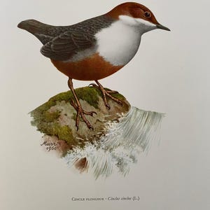 Stampa di uccello merlo acquaiolo dalla trota bianca. Antica litografia di ornitologia e biologia. Illustrazione e manifesto sulla fauna selvatica degli anni '60.