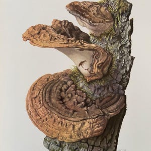 Op de afbeelding: Een gedetailleerde botanische illustratie van een plaatjeszwam, Ganoderma applanatum, op een boomstam. De paddenstoel toont concentrische ringen in bruin- en beigetinten met een textuur. De boomschors is grijs en getextureerd, met groene mosvlekken.