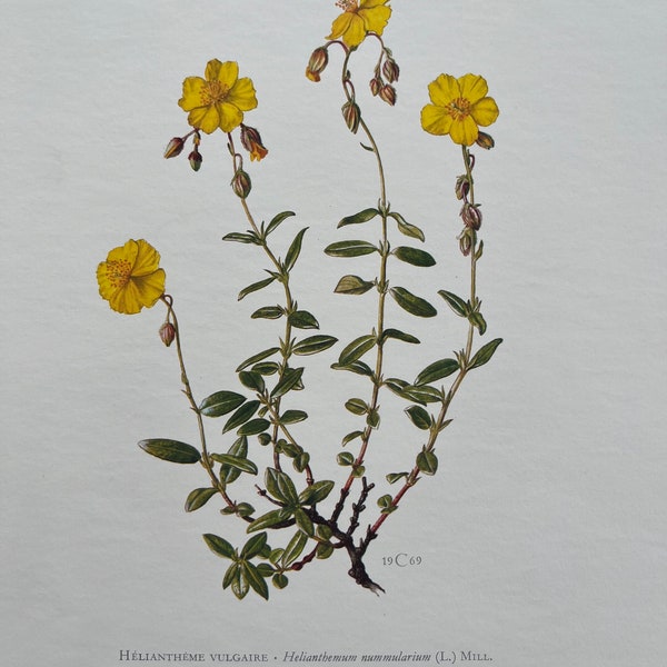 COMMON ROCK-ROSE botanical print. Antique and vintage natural sciences and biology lithography. Plant illustration and wallart from 1960s