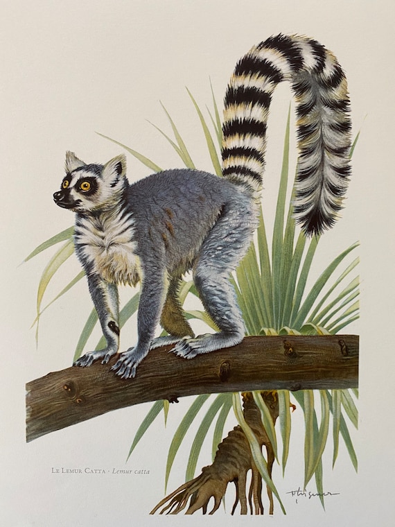 Lemurs For Sale | Frazier Farms Exotics | Buy Exotic Pets