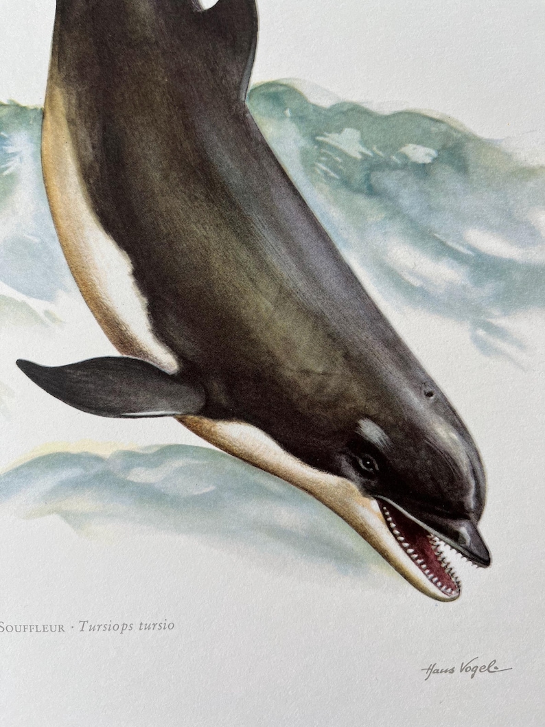 Vintage Bottlenose Dolphin Print, 1960s Zoology Illustration - Etsy